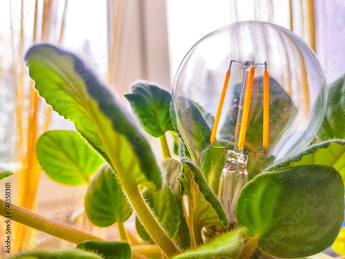 A transparent glass lamp in a green violet plant like a flower. The end of the environmental friendliness of energy-saving LED lamps