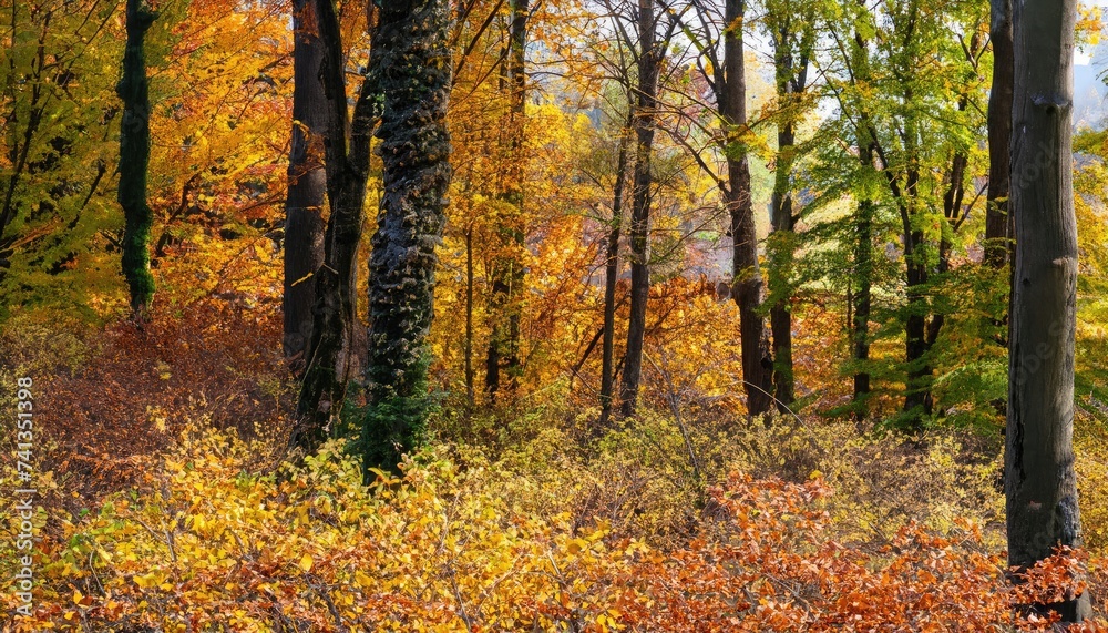Color autumn forest