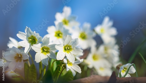 Spring forest white flowers primroses on a beautiful blue background macro. Blurred gentle sky-blue background