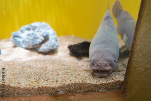 日本の東京の水族館の魚 photo