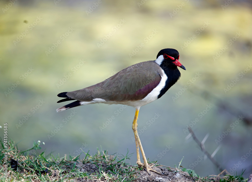 Fototapeta premium Red wattled lapwing