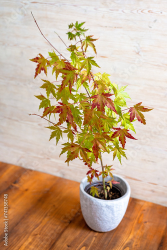 Japanese Maple Tree in a pot, beautiful decorative tree for gardens and yards