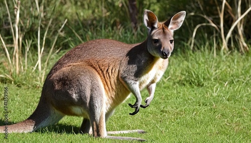 Adult wallaby in grass, an Australian marsupial similar to a kangaroo but very much smaller photo