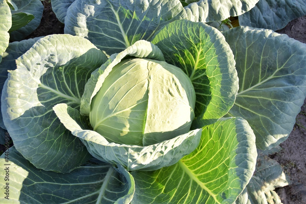 Obraz premium Head of cabbage in the garden
