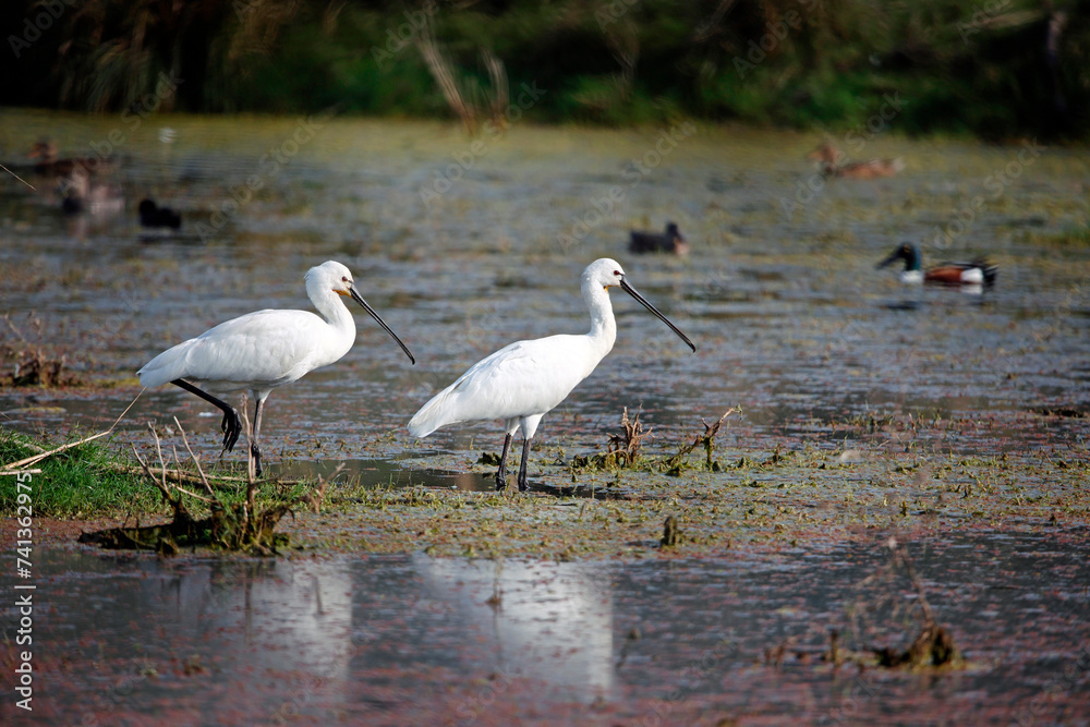 Obraz premium Spoonbills wading in the lake