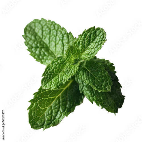 Mint leaf on transparent background