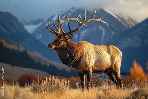 Solitary bull elk with impressive antlers standing in an autumnal grassland with mountain backdrop at twilight, Generative AI © Divyesh