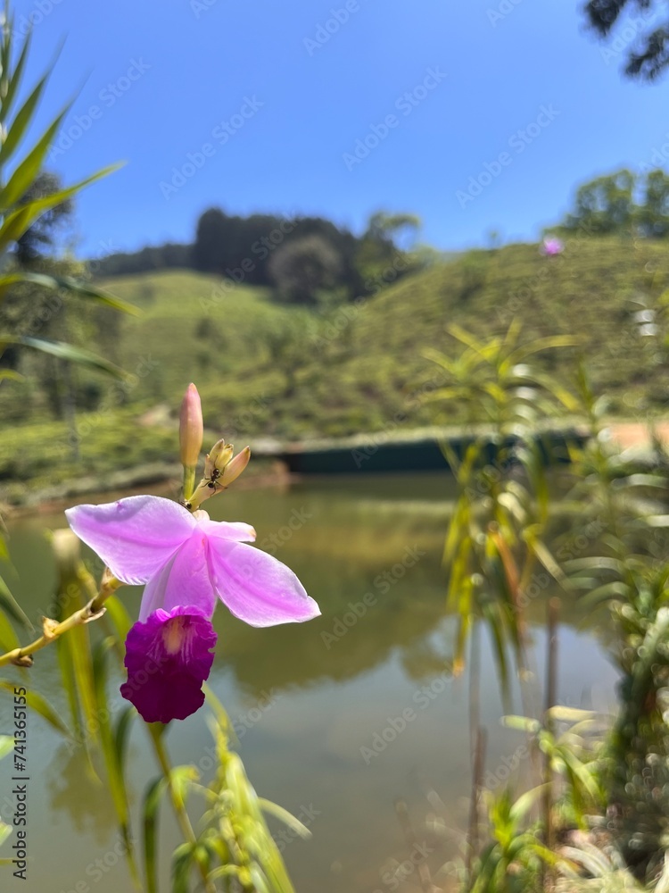 Orchidea biało różowa