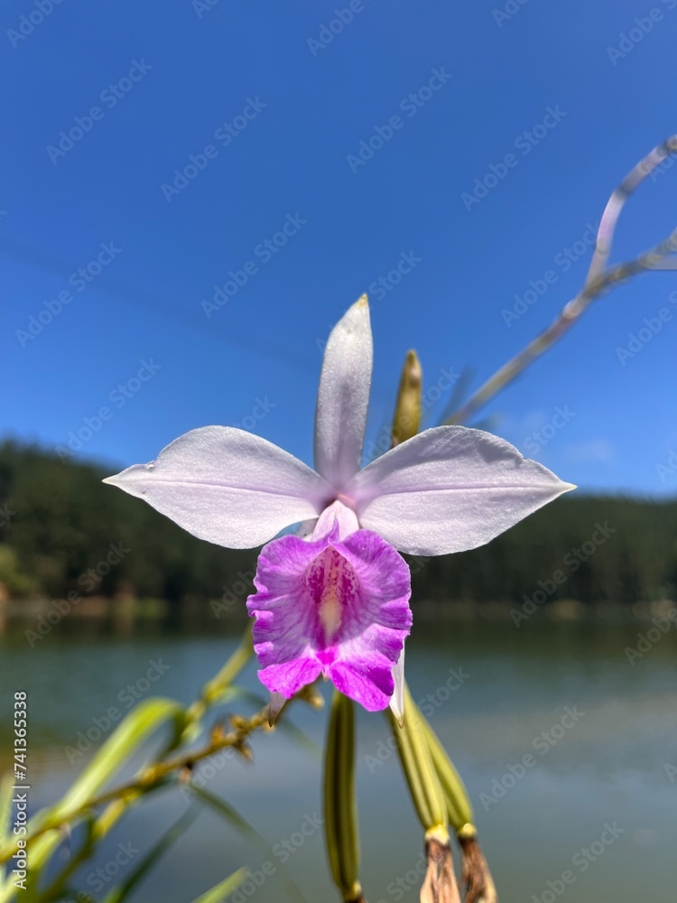 water lily flower