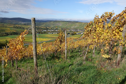 Weinberg an der Mosel