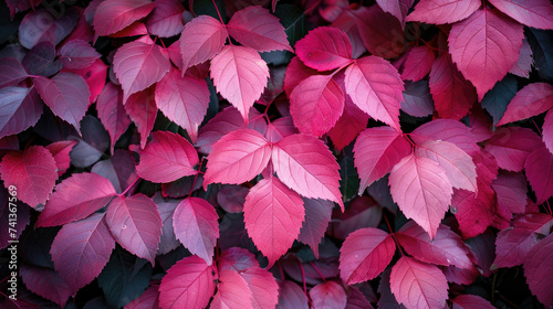 A portrait of beautiful pink leaves during the autumn season 