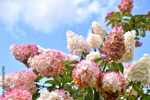 Tableau sur toile inflorescences of hydrangea paniculata Vanilla Fraise against the blue sky