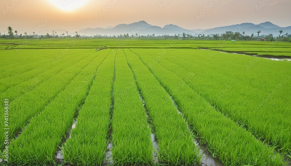 Green rice plants in the fields of farmers