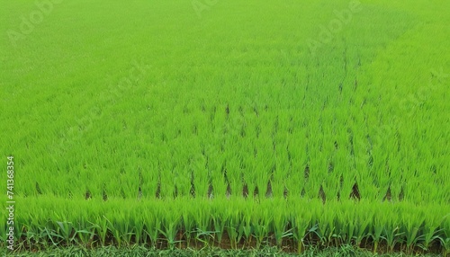 Green rice plants in the fields of farmers