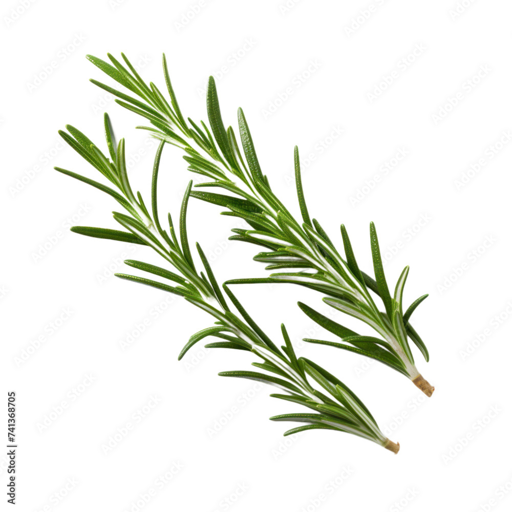 Rosemary leaves on transparent background