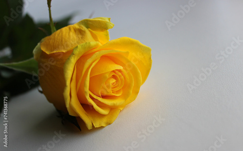 One Blooming Yellow Rose On White Surface Isolated 