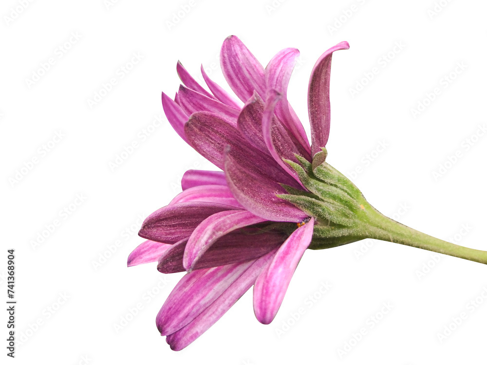 Fototapeta premium Daisy in purple color flower isolated on white background 