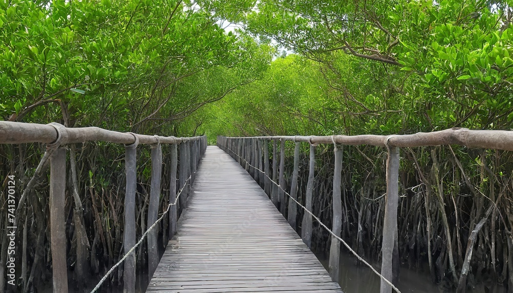 Mangrove forest walkway bridge