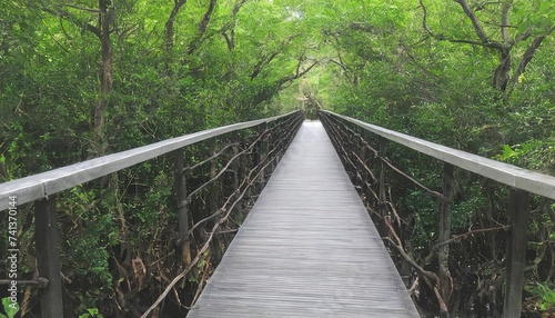 Mangrove forest walkway bridge