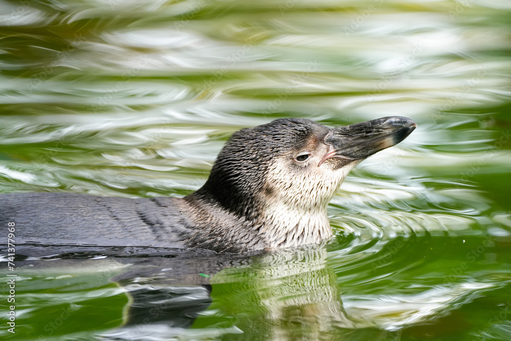 Fototapeta premium Swimming penguin. Animal in close-up.