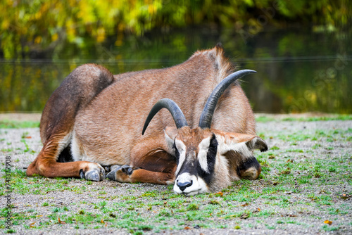 Lying roan antelope. Animal in close-up. Hippotragus equinus.
 photo