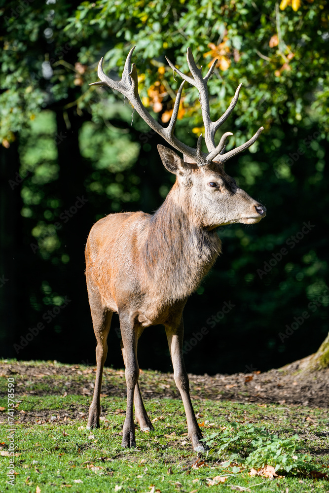 Portrait of a red deer with antlers in nature. Cervus elaphus.
Portrait of a red deer with antlers in nature. Cervus elaphus.