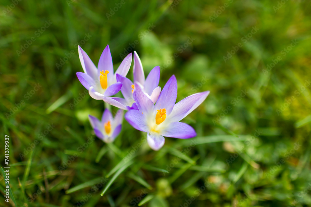 crocus flowers in the garden - spring flowers - soft focus crocus flowers in the garden - spring flowers - soft focus