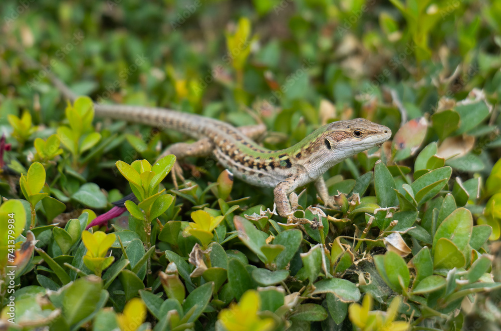 Lizard on a bush Lizard on a bush