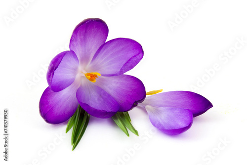 crocus flowers -  one of spring flowers