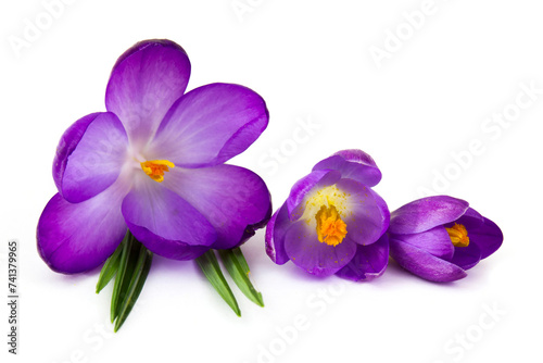 crocus flowers - one of spring flowers