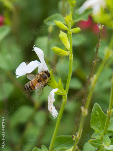 Bee on a flower