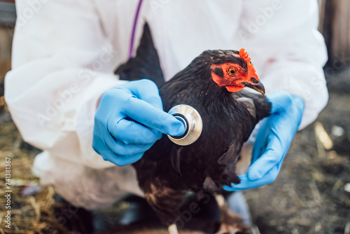 A veterinarian with a stethoscope checks a domestic chicken for avian flu, an outbreak of the disease. Close-Up of a Poultry Veterinarian Checking Chicken Health on a Farm photo