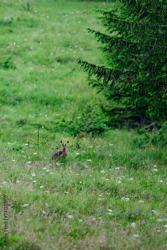 One big and wild hare in the forest among the grass. © Niko_Dali