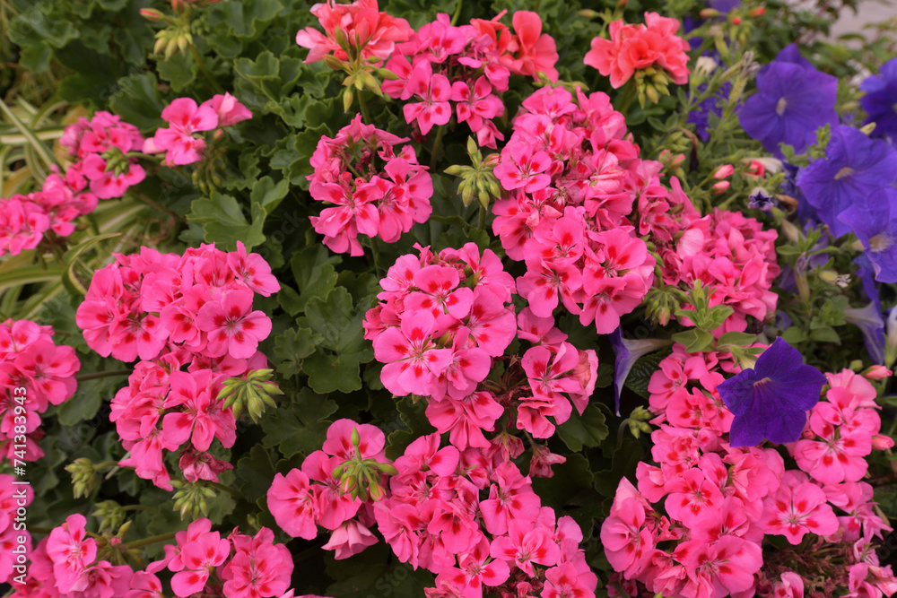 Background of the blooming pink geranium Background of the blooming pink geranium