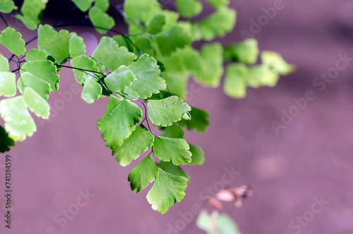 Suplir, Adiantum venustum Himalayan maidenhair fern, green foliage background photo