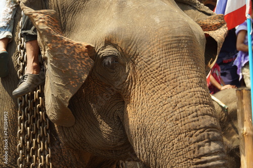 Quadro su tela Close upView of Asian elephant's head photographed in Thai Elephant Day at Ban Puter, a Karen village in Mae Sot district, Tak Province, Thailand