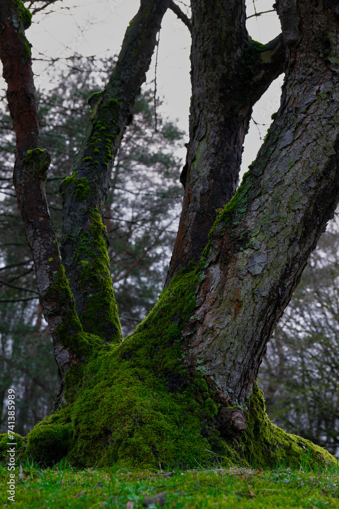 Fototapeta premium trees in the forest
