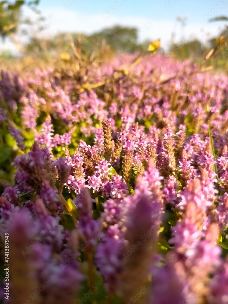 Obraz premium Rotala Rotundifolia