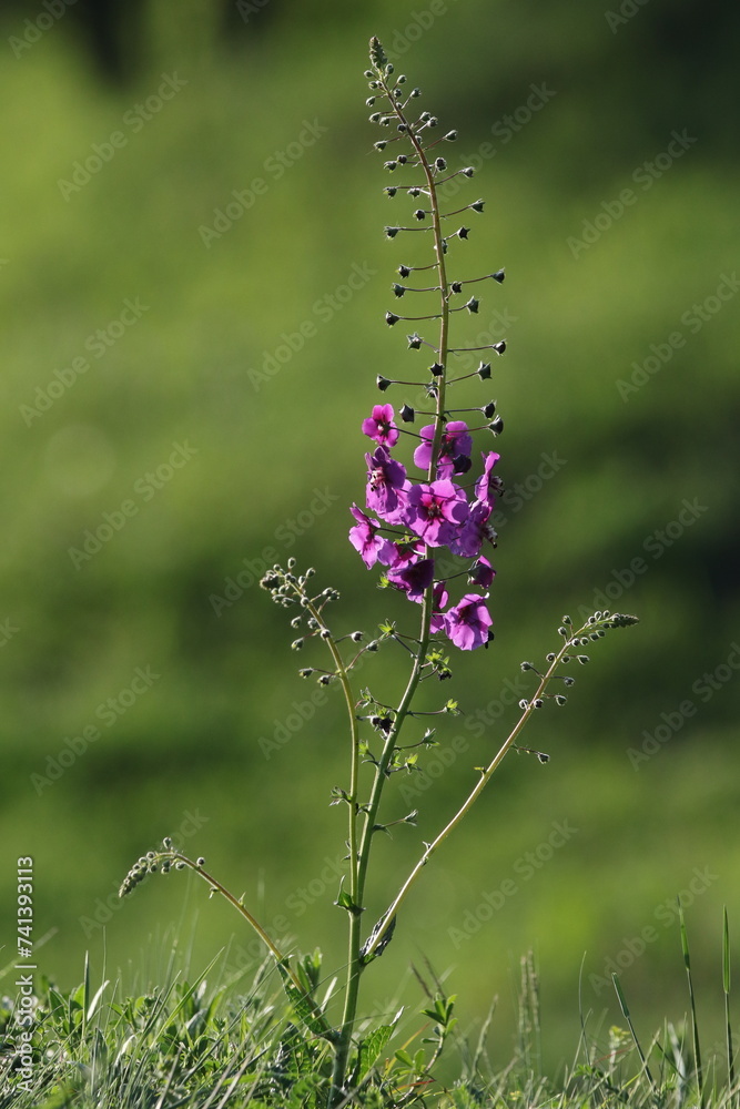 meadow flowers close-up