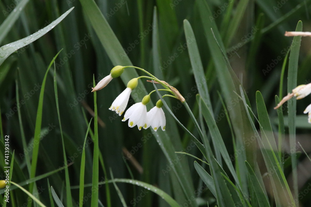meadow flowers close-up