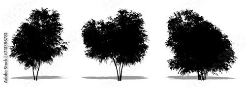 Set or collection of Black Elder trees as a black silhouette on white background. Concept or conceptual vector for nature, planet, ecology and conservation, strength, endurance and  beauty