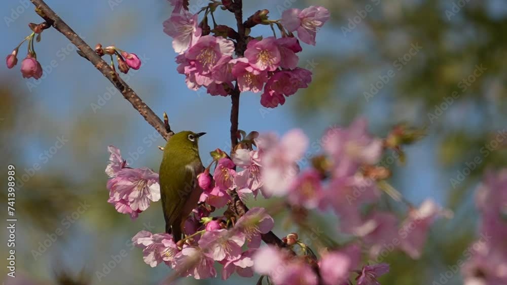 桜の花と　飛び方が見事なメジロ　スローモーション