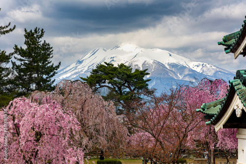 Beautiful Cherry Blossom and Mount Iwaki viewed from Hirosaki Castle photo