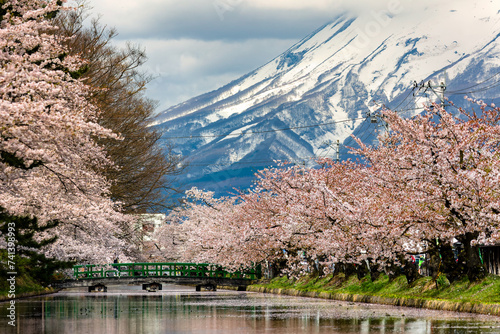 Colorful springtime Cherry Blossom with a large volcano behind (Hirosaki, Aomori, Japan) photo