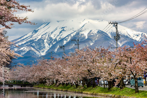 Beautiful, vivid Cherry Blossom (Sakura) with a towerig, snow-capped volcano behind photo