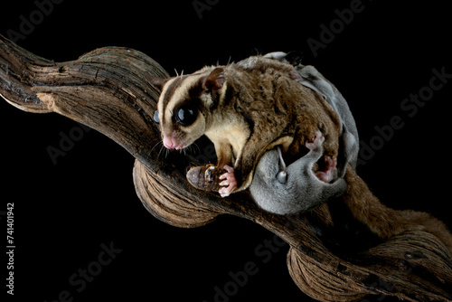 The Sugar Glider  Petaurus breviceps  is holding the baby on branch