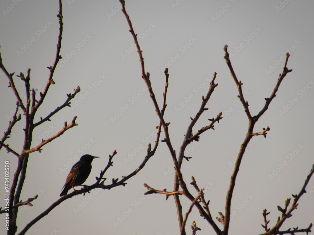 zwitschernder Vogel im Frühling in der Natur zwitschernder Vogel im Frühling in der Natur