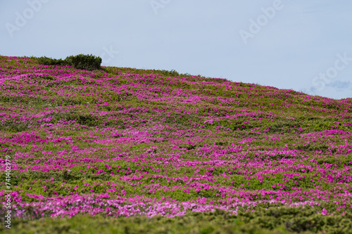 A meadow in the mountains with rhododendron flowers. photo