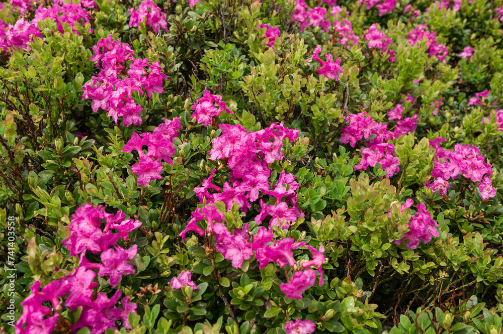 A meadow in the mountains with rhododendron pink flowers.