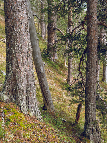 Old-growth pine forest in Urho Kekkonen National Park, Sodankylä, Finnish Lapland photo